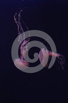 Pink jelly fish acuarium singapur