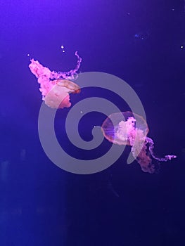 Pink jelly fishes in a blue aquarium