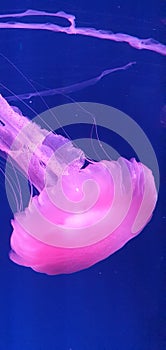 pink jellyfish aquarium
