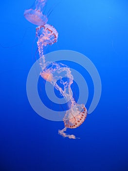 Pink jellyfish on blue background