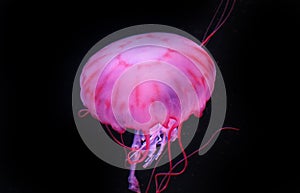 Pink Jellyfish in dark background, beautiful animal.