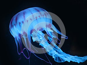 Blue Pink Jellyfish in dark background, beautiful animal.