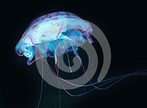 Blue Pink Jellyfish in dark background, beautiful animal.