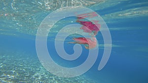 Pink Jellyfish in the ocean. Pelagia Noctiluca