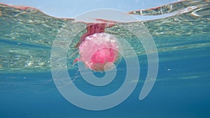 Pink Jellyfish in the ocean. Pelagia Noctiluca