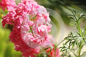pink jonquil flower