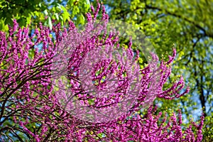 Pink judas tree. Flowers on the redbud branch.