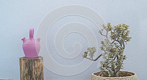 pink jug on a wooden trunk and a pot with plantain and green leaves. Textured bluish wall background photo