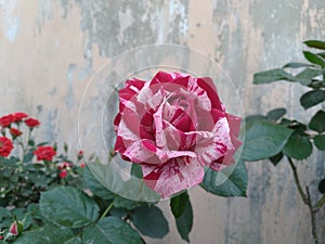 Pink Julio Rose