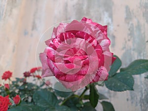 Pink Julio Rose