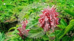 Pink Justicia Floribunda flower