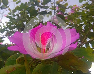 Pink Kachnar, Click by Jehan Alam, Islamabad, Pakistan.