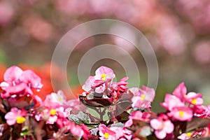 Pink Kalanchoe blossfeldiana is bokeh flowers background(Selective focus)