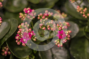 Pink kalanchoe blossfeldiana flowers