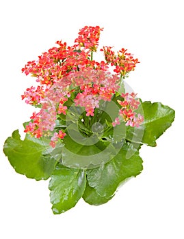 Pink kalanchoe flower plant