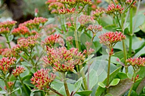 Pink kalanchoe flower plant