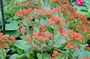 Pink kalanchoe flower plant