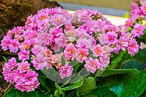 Pink kalanchoe flowers in closeup, popular cultivated ornamental houseplant from Africa