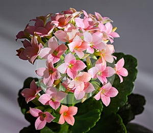 Pink Kalanchoe flowers hit by sunlights 1