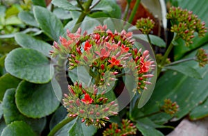 Pink kalanchoe plant