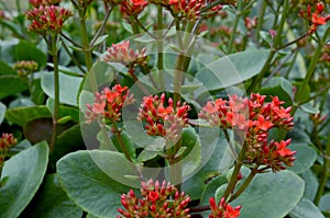 Pink kalanchoe plant