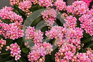 Pink kalanchoe Saxifragales Crassulaceae Kalanchoe flower bloom. photo