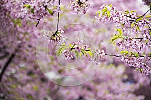 Pink Kawazu cherry blossoms are about to reach full bloom