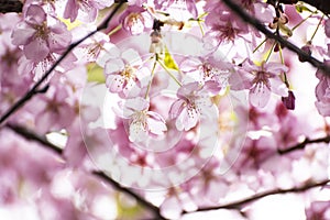 Pink Kawazu cherry blossoms are about to reach full bloom