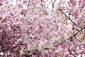 Pink Kawazu cherry blossoms are about to reach full bloom