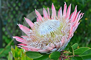 Pink King protea flower