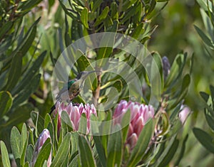 Pink King Protea, Protea cynaroides