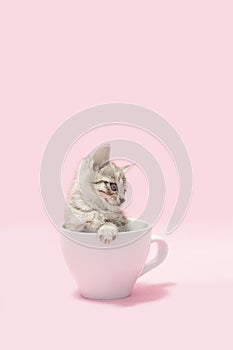 Pink Kitten Coffee Cup