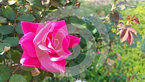 Pink Knock out Rose blossom with rosebush foliage