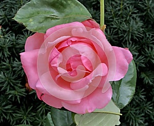 A Pink Knockout Rose