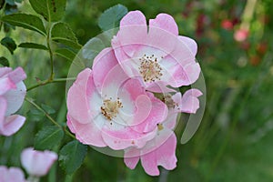 Pink Knockout Rose Group