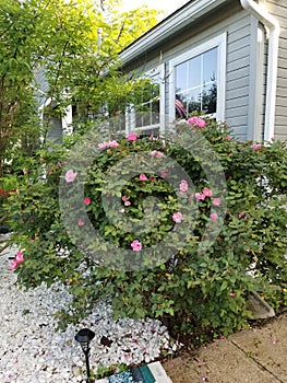 Pink knockout roses