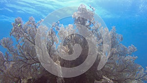 Pink Knotted Sea Fan with variety of soft corals in tropical reef.  It is used in the jewellery industry under the name Red Spongy