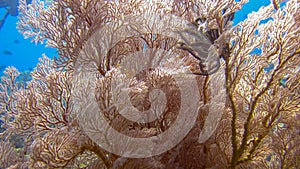 Pink Knotted Sea Fan with variety of soft corals in tropical reef.  It is used in the jewellery industry under the name Red Spongy