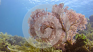 Pink Knotted Sea Fan with variety of soft corals in tropical reef.  It is used in the jewellery industry under the name Red Spongy