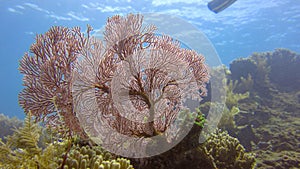 Pink Knotted Sea Fan with variety of soft corals in tropical reef.  It is used in the jewellery industry under the name Red Spongy