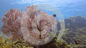 Pink Knotted Sea Fan with variety of soft corals in tropical reef.  It is used in the jewellery industry under the name Red Spongy