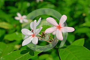 Pink Kopsia (Kopsia fruticosa) flowers
