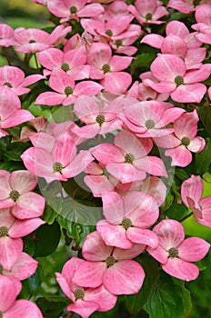 Pink kousa dogwood flowers photo