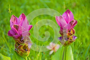 Pink Krachia flowers bloom in Chatuchak Park, Bangkok, Thailand.