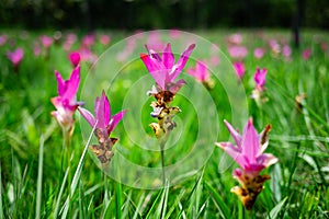 Pink Krachiew flowers grow at the Krachiew flower field in Sai Thong National Park, Chaiyaphum province