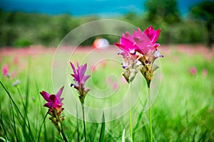 Pink Krachiew flowers grow at the Krachiew flower field in Sai Thong National Park, Chaiyaphum province