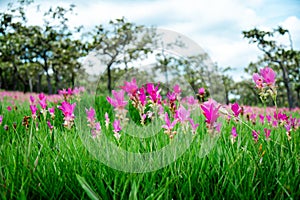 Pink Krachiew flowers grow at the Krachiew flower field in Sai Thong National Park, Chaiyaphum province