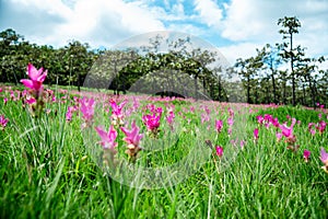 Pink Krachiew flowers grow at the Krachiew flower field in Sai Thong National Park, Chaiyaphum province