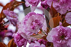 Pink Kwanzan Cherry Flowers Blooming Macro