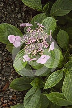 Pink lacecap hydranges at Trebah Gardens